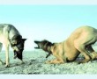 Woof 2 Kunstwerk Woof 2