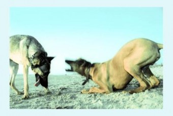 Woof 2 Woof 2
