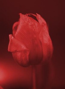 tulp2v2 tulp2v2