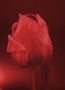 tulp2v2 Kunstwerk tulp2v2