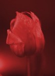 tulp2v2 tulp2v2