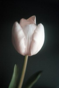 bloemen29 bloemen29