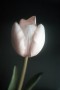 bloemen29 Kunstwerk bloemen29