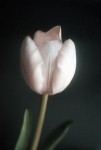 bloemen29 bloemen29