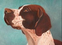 jachthond portret jachthond portret
