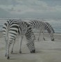 zebra Kunstwerk zebra