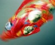 Fish Kunstwerk Fish
