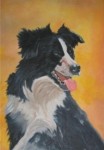 border collie border collie