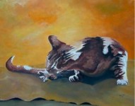 wassende kat wassende kat