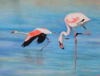 Flamingo Flamingo