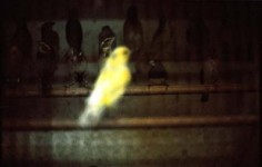 vogel(groep) vogel(groep)