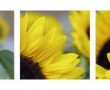 Zonnebloemen Kunstwerk Zonnebloemen