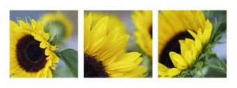 Zonnebloemen Zonnebloemen