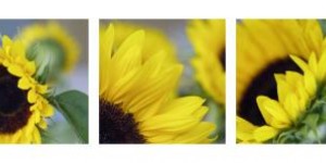 Zonnebloemen Zonnebloemen