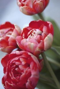 POF_9591 POF_9591