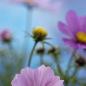 POF_941 POF_941