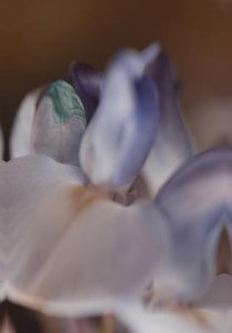 POF_7746 POF_7746