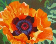 papaver four papaver four
