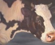 nieuwsgierige koe Kunstwerk nieuwsgierige koe