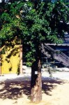 Baum 3. Berlin Baum 3. Berlin