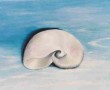 realistisch stilleven: DE NAUTILUSSCHELP Kunstwerk realistisch stilleven: DE NAUTILUSSCHELP