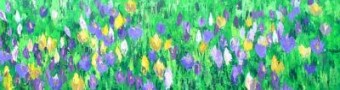 crocussen crocussen