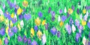 crocussen crocussen