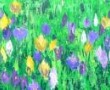 crocussen Kunstwerk crocussen