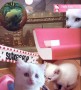 Kitty Kunstwerk Kitty