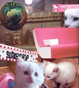 Kitty Kitty
