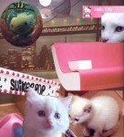 Kitty Kitty