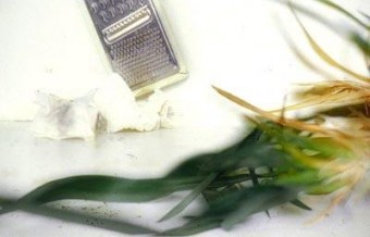 easy kit/leaves easy kit/leaves