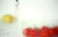 easy kit/tomato easy kit/tomato