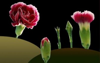 Growth-2 Growth-2