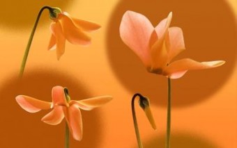 Growth-3 Growth-3