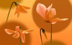 Growth-3 Growth-3