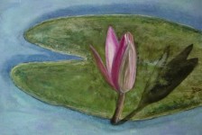 waterflower waterflower