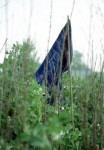 Blauwe moestuinvlag Blauwe moestuinvlag