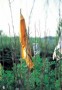 oranje moestuinvlag Kunstwerk oranje moestuinvlag