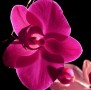 bloem Kunstwerk bloem