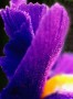 purple Kunstwerk purple