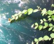 green Kunstwerk green