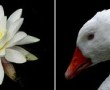 Anima Mundi: I ( Bloem Vogel) Kunstwerk Anima Mundi: I ( Bloem Vogel)