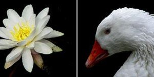 Anima Mundi: I ( Bloem Vogel) Anima Mundi: I ( Bloem Vogel)