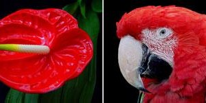 Anima Mundi: II ( Bloem Vogel) Anima Mundi: II ( Bloem Vogel)