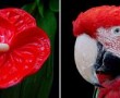 Anima Mundi: II ( Bloem Vogel) Kunstwerk Anima Mundi: II ( Bloem Vogel)