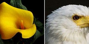 Anima Mundi: III ( Bloem Vogel) Anima Mundi: III ( Bloem Vogel)