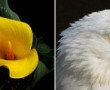 Anima Mundi: III ( Bloem Vogel) Kunstwerk Anima Mundi: III ( Bloem Vogel)