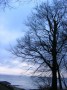 tree&sea Kunstwerk tree&sea
