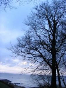 tree&sea